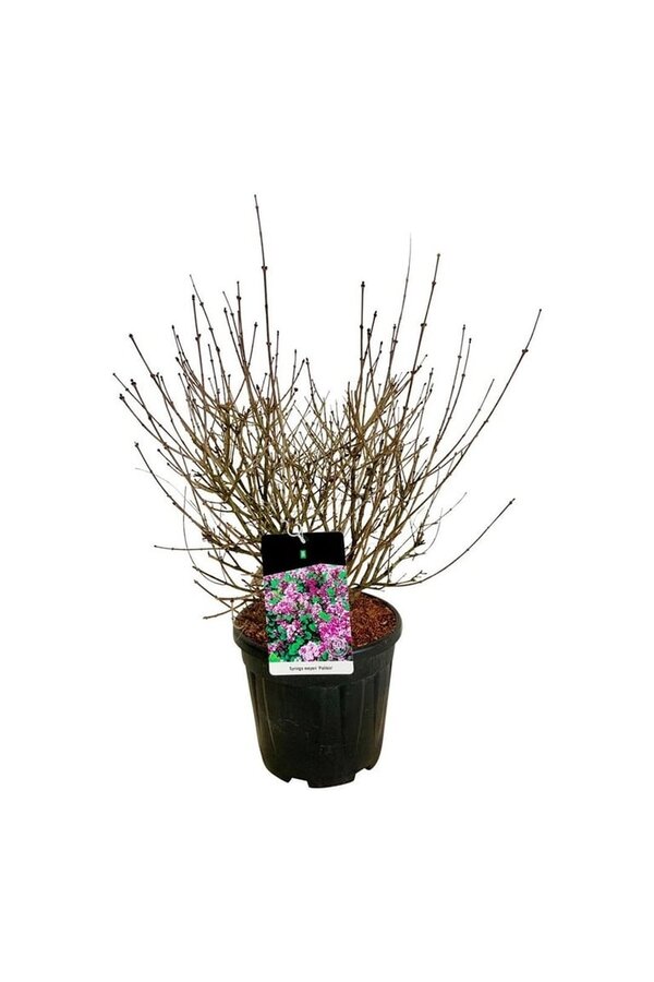 Sering Syringa meyeri Palibin