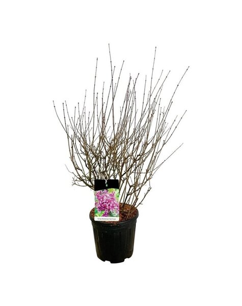 Syringa
