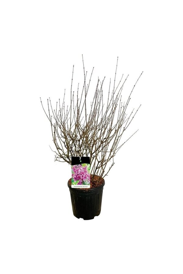 Sering Syringa BLOOMERANG® Dark Purple