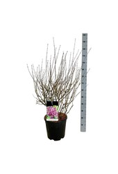 Sering Syringa BLOOMERANG® Dark Purple