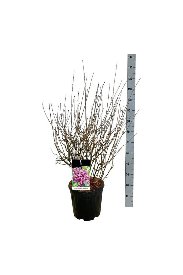Lilas Syringa BLOOMERANG® Dark Purple