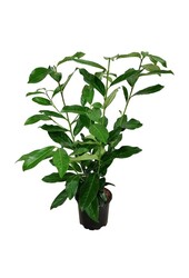 Laurier du Portugal Prunus Genolia ®