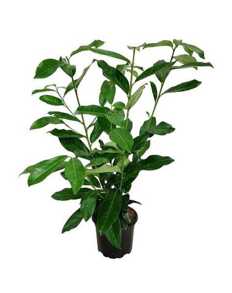 Prunus