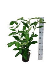 Laurier du Portugal Prunus Genolia ®