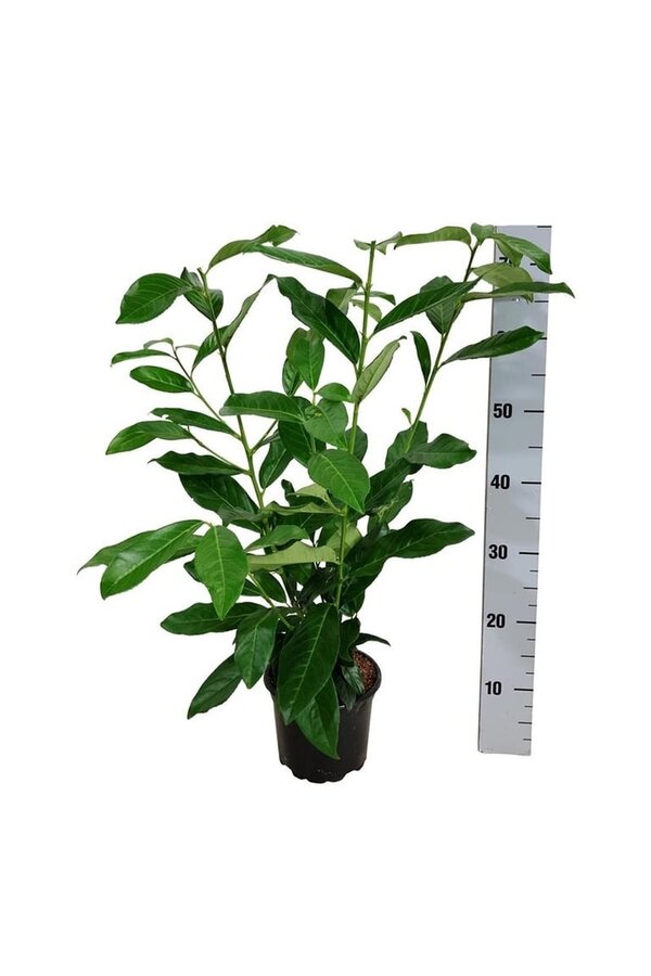 Laurier du Portugal Prunus Genolia ®