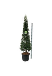 Laurier du Portugal Prunus Angustifolia