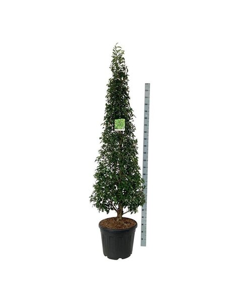 Prunus