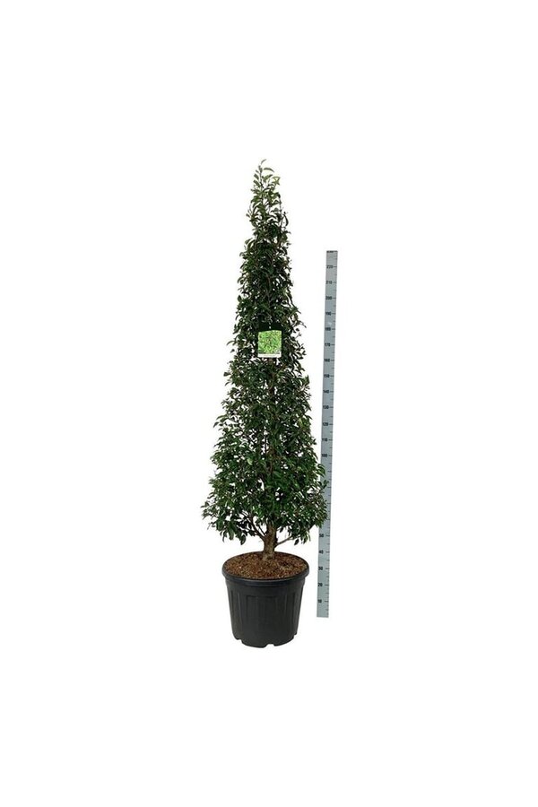 Laurier du Portugal Prunus Angustifolia