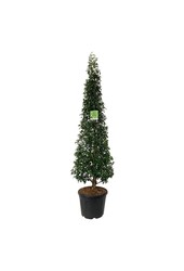 Portugese laurier Prunus Angustifolia
