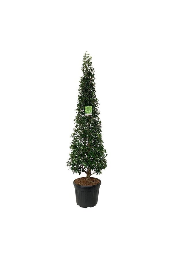 Portugese laurier Prunus Angustifolia