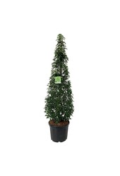 Portugese laurier Prunus Angustifolia