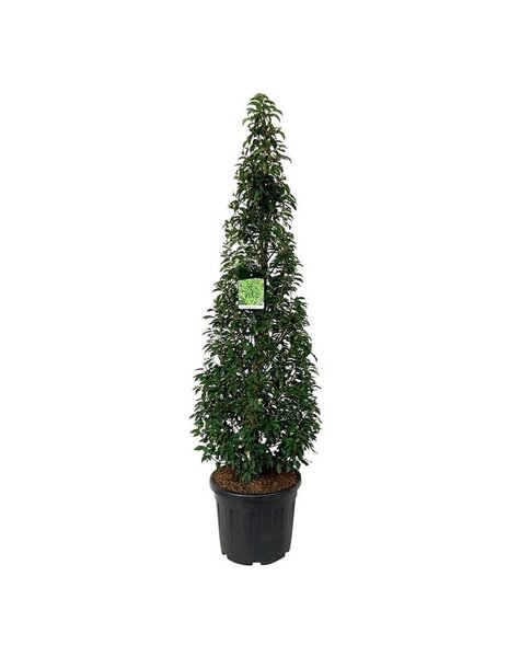 Prunus