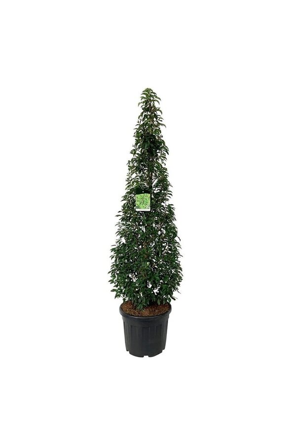 Portugese laurier Prunus Angustifolia
