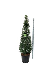 Laurier du Portugal Prunus Angustifolia