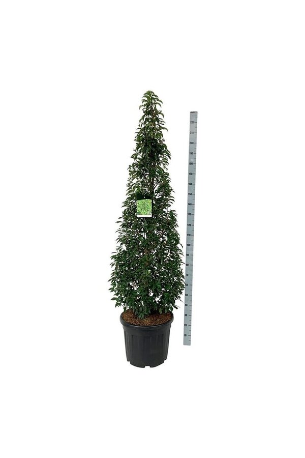 Portugese laurier Prunus Angustifolia