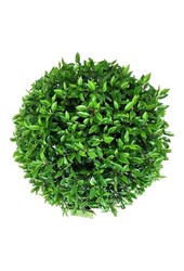 Laurier du Portugal Prunus Angustifolia