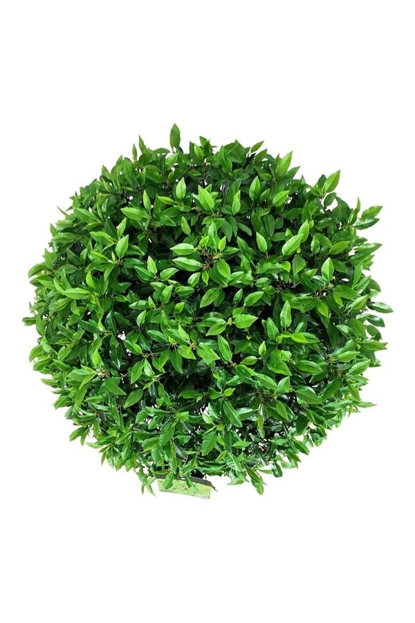 Laurier du Portugal Prunus Angustifolia