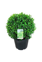 Laurier du Portugal Prunus Angustifolia