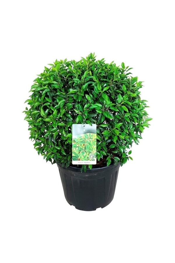 Laurier du Portugal Prunus Angustifolia