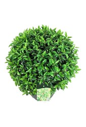 Laurier du Portugal Prunus Angustifolia