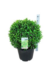 Portugese laurier Prunus Angustifolia