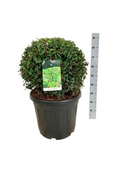 Laurier du Portugal Prunus Angustifolia