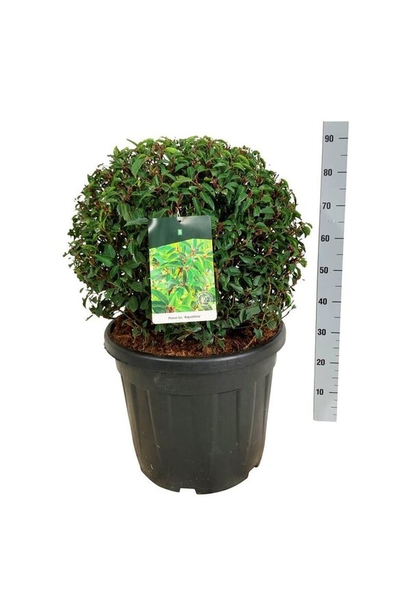 Laurier du Portugal Prunus Angustifolia