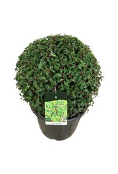 Laurier du Portugal Prunus Angustifolia