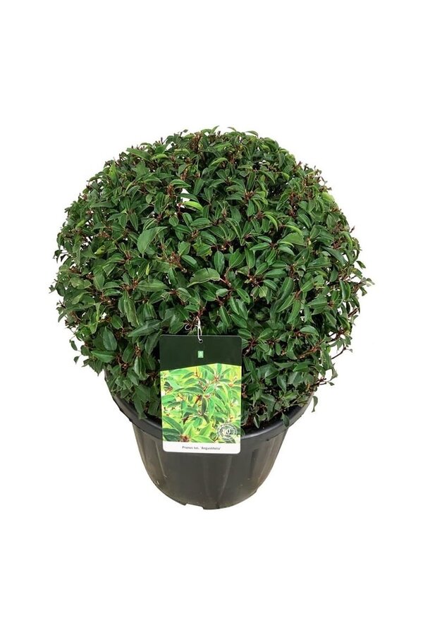 Laurier du Portugal Prunus Angustifolia