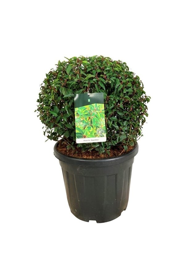 Laurier du Portugal Prunus Angustifolia