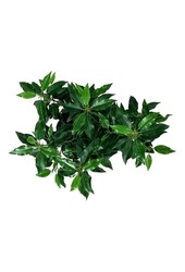 Laurier du Portugal Prunus Angustifolia