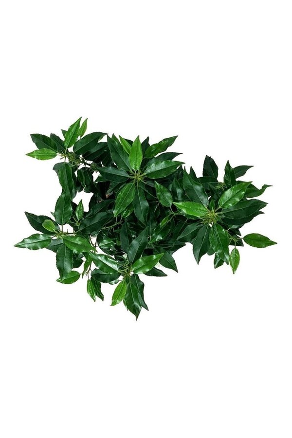 Laurier du Portugal Prunus Angustifolia