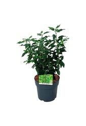 Laurier du Portugal Prunus Angustifolia