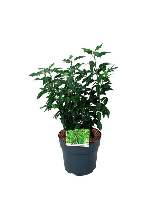 Laurier du Portugal Prunus Angustifolia