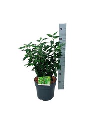 Laurier du Portugal Prunus Angustifolia