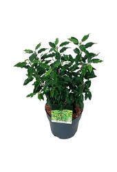 Laurier du Portugal Prunus Angustifolia