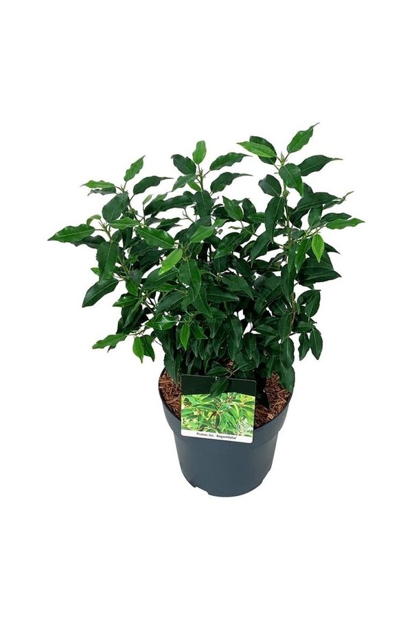 Laurier du Portugal Prunus Angustifolia