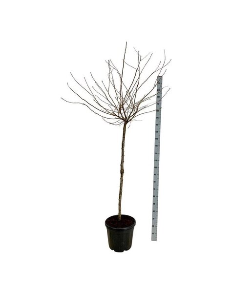 Prunus