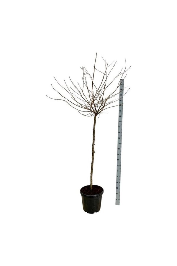 Portugese laurier Prunus Autumnalis Rosea