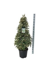 Laurier du Portugal Prunus Variegata