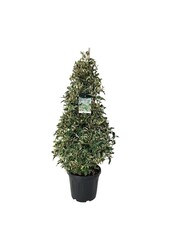 Laurier du Portugal Prunus Variegata