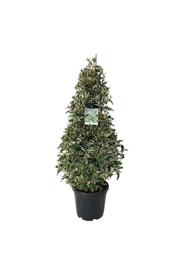 Laurier du Portugal Prunus Variegata