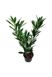 Laurier du Portugal Prunus Renault Ace ®