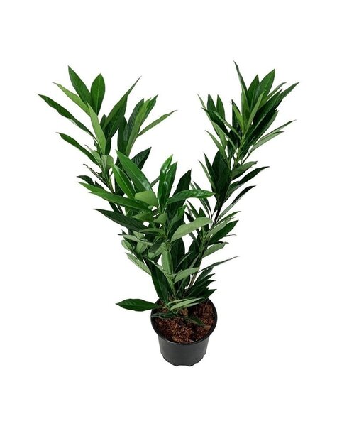 Prunus