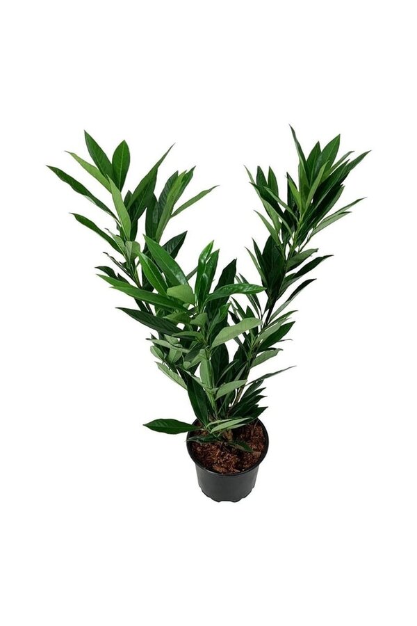 Laurier du Portugal Prunus Renault Ace ®