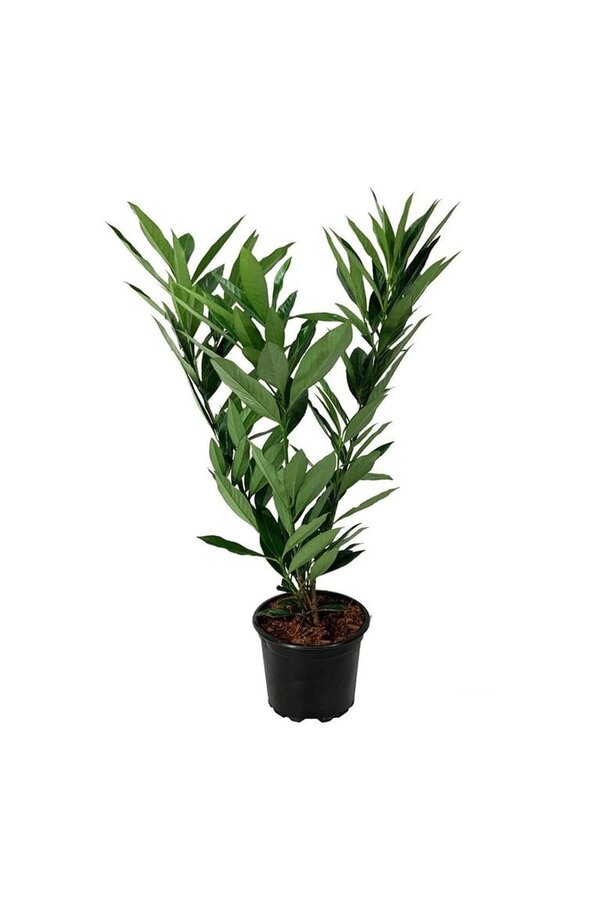 Laurier du Portugal Prunus Renault Ace ®