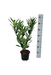 Laurier du Portugal Prunus Renault Ace ®