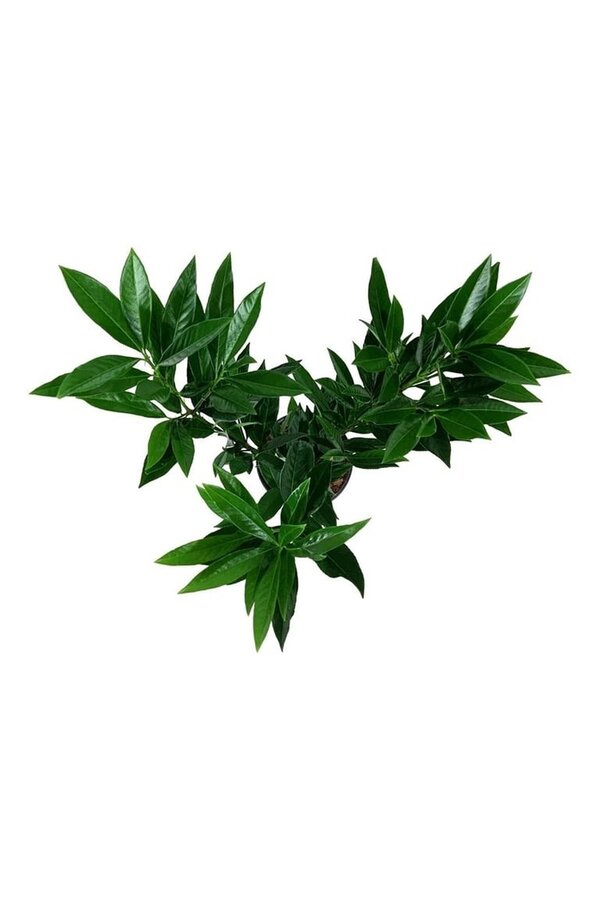 Laurier du Portugal Prunus Renault Ace ®