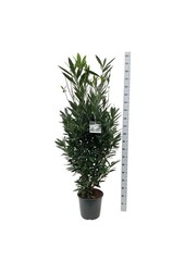 Portugese laurier Prunus Renault Ace ®