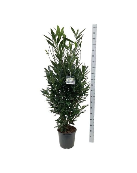Prunus